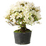 Rhododendron indicum Akemi-No-Tsuki, 28 cm, ± 18 years old, with a nebari of 6 cm