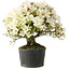 Rhododendron indicum Akemi-No-Tsuki, 28 cm, ± 18 years old, with a nebari of 6 cm