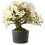 Rhododendron indicum Akemi-No-Tsuki, 28 cm, ± 18 years old, with a nebari of 6 cm