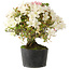 Rhododendron indicum Akemi-No-Tsuki, 28 cm, ± 18 years old, with a nebari of 6 cm