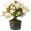 Rhododendron indicum Akemi-No-Tsuki, 28 cm, ± 18 years old, with a nebari of 6 cm