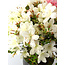 Rhododendron indicum Akemi-No-Tsuki, 28 cm, ± 18 years old, with a nebari of 6 cm