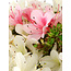 Rhododendron indicum Akemi-No-Tsuki, 28 cm, ± 18 years old, with a nebari of 6 cm