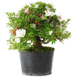 Rhododendron indicum Kotaro, 21 cm, ± 18 years old
