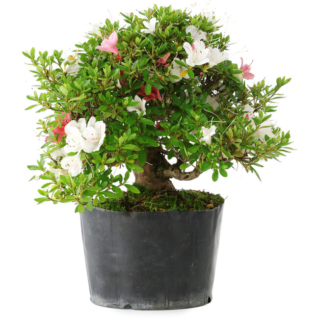 Rhododendron indicum Kotaro, 21 cm, ± 18 years old, with a nebari of 4,5 cm