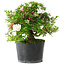 Rhododendron indicum Kotaro, 21 cm, ± 18 years old, with a nebari of 4,5 cm