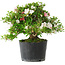 Rhododendron indicum Kotaro, 21 cm, ± 18 years old, with a nebari of 4,5 cm