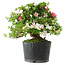 Rhododendron indicum Kotaro, 21 cm, ± 18 years old, with a nebari of 4,5 cm