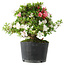 Rhododendron indicum Kotaro, 21 cm, ± 18 years old, with a nebari of 4,5 cm