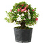 Rhododendron indicum Kotaro, 21 cm, ± 18 years old, with a nebari of 4,5 cm