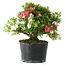 Rhododendron indicum Kotaro, 21 cm, ± 18 years old, with a nebari of 4,5 cm