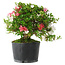 Rhododendron indicum Kotaro, 21 cm, ± 18 years old, with a nebari of 4,5 cm