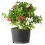 Rhododendron indicum Kotaro, 21 cm, ± 18 years old, with a nebari of 4,5 cm