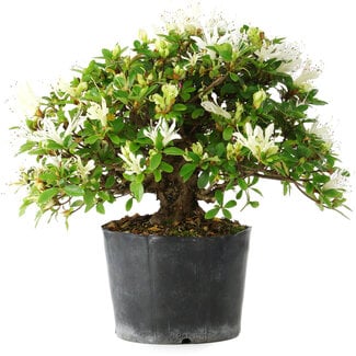 Rhododendron indicum Kaho-no-Hikari, 25 cm, ± 18 years old