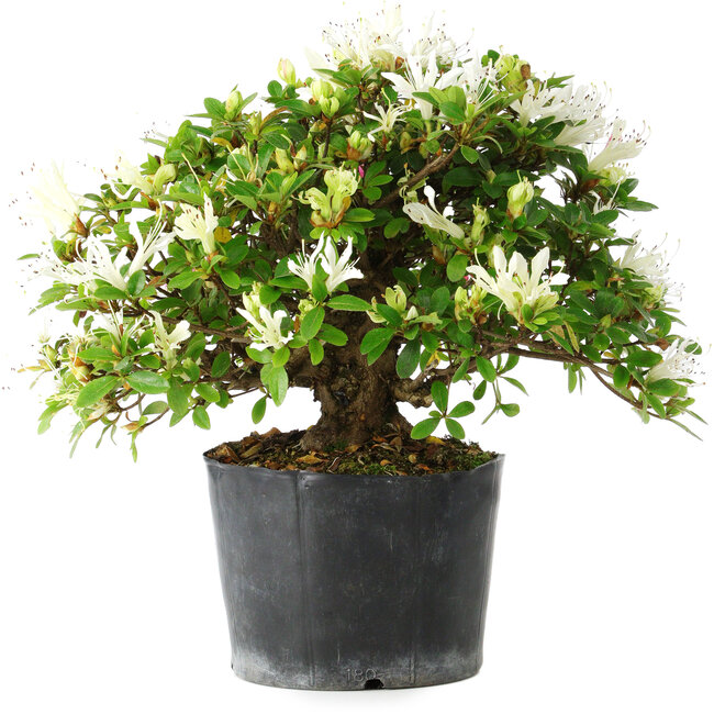 Rhododendron indicum Kaho-no-Hikari, 25 cm, ± 18 years old, with a nebari of 5 cm