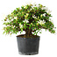 Rhododendron indicum Kaho-no-Hikari, 25 cm, ± 18 years old, with a nebari of 5 cm