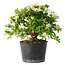 Rhododendron indicum Kaho-no-Hikari, 25 cm, ± 18 years old, with a nebari of 5 cm