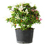 Rhododendron indicum Kaho-no-Hikari, 25 cm, ± 18 years old, with a nebari of 5 cm