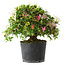 Rhododendron indicum Kaho-no-Hikari, 25 cm, ± 18 years old, with a nebari of 5 cm