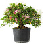 Rhododendron indicum Kaho-no-Hikari, 25 cm, ± 18 years old, with a nebari of 5 cm
