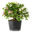 Rhododendron indicum Kaho-no-Hikari, 25 cm, ± 18 years old, with a nebari of 5 cm
