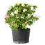 Rhododendron indicum Kaho-no-Hikari, 25 cm, ± 18 years old, with a nebari of 5 cm
