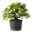 Rhododendron indicum Kaho-no-Hikari, 25 cm, ± 18 years old, with a nebari of 5 cm