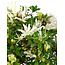 Rhododendron indicum Kaho-no-Hikari, 25 cm, ± 18 years old, with a nebari of 5 cm