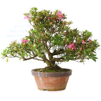 Rhododendron indicum Kakaku, 27 cm, ± 18 years old
