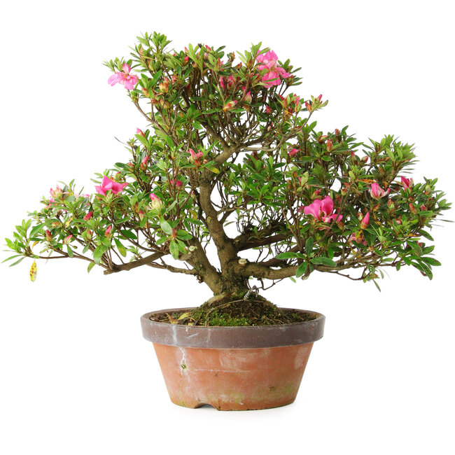 Rhododendron indicum Kakaku, 27 cm, ± 18 years old, with a nebari of 5,5