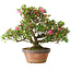 Rhododendron indicum Kakaku, 27 cm, ± 18 years old, with a nebari of 5,5