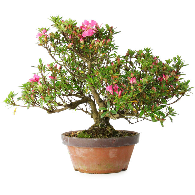 Rhododendron indicum Kakaku, 27 cm, ± 18 years old, with a nebari of 5,5