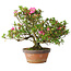 Rhododendron indicum Kakaku, 27 cm, ± 18 years old, with a nebari of 5,5