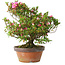 Rhododendron indicum Kakaku, 27 cm, ± 18 years old, with a nebari of 5,5