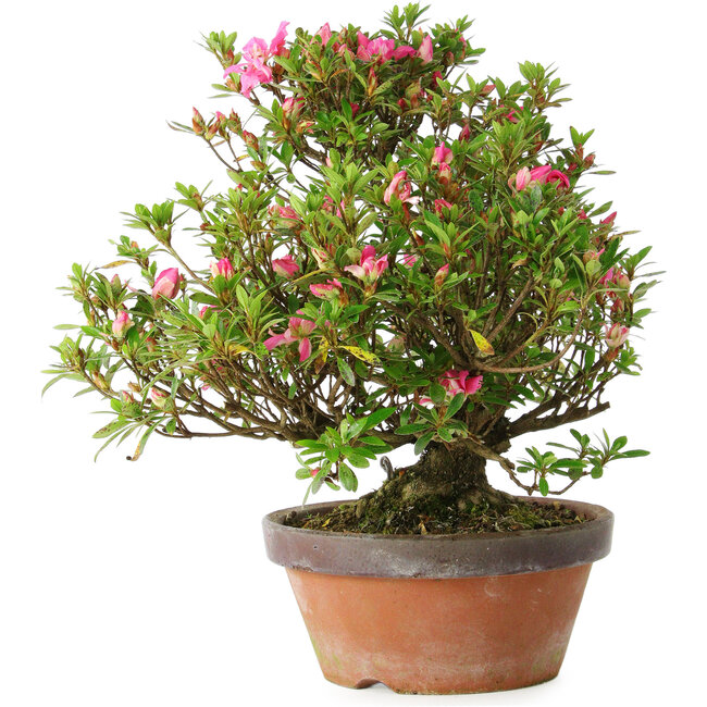 Rhododendron indicum Kakaku, 27 cm, ± 18 years old, with a nebari of 5,5