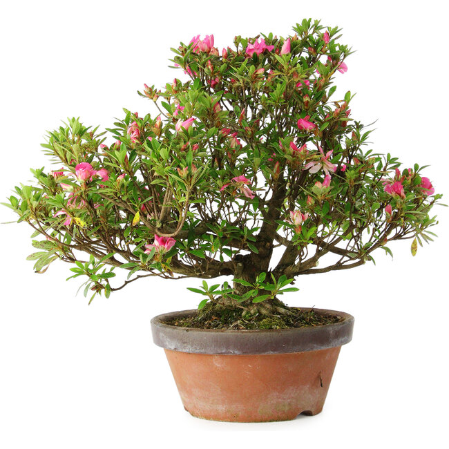 Rhododendron indicum Kakaku, 27 cm, ± 18 years old, with a nebari of 5,5