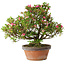 Rhododendron indicum Kakaku, 27 cm, ± 18 years old, with a nebari of 5,5