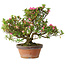 Rhododendron indicum Kakaku, 27 cm, ± 18 years old, with a nebari of 5,5