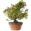 Rhododendron indicum Kakaku, 27 cm, ± 18 years old, with a nebari of 5,5