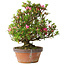 Rhododendron indicum Kakaku, 27 cm, ± 18 years old, with a nebari of 5,5