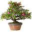Rhododendron indicum Kakaku, 27 cm, ± 18 years old, with a nebari of 5,5