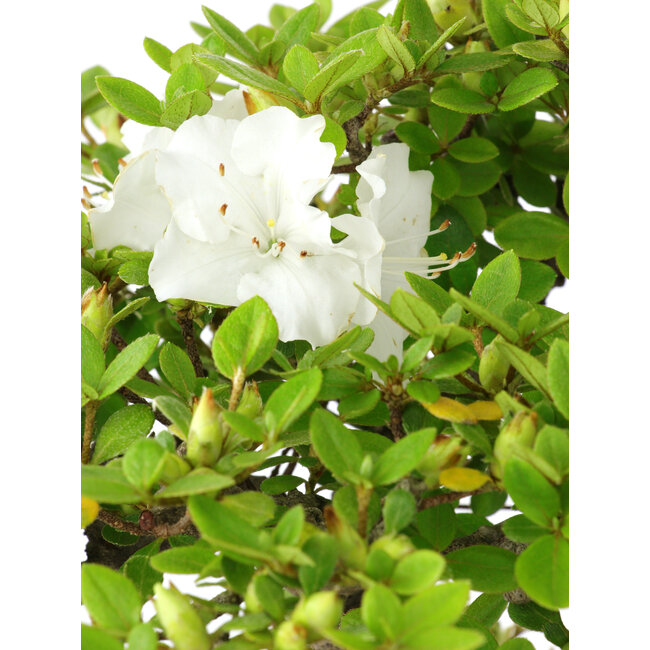 Rhododendron indicum Kakuo, 23 cm, ± 18 jaar oud, met een nebari van 5 cm