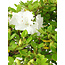 Rhododendron indicum Kakuo, 23 cm, ± 18 anni, con un nebari di 5 cm