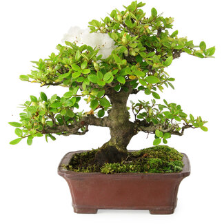 Rhododendron indicum Kakuo, 23 cm, ± 18 años de edad