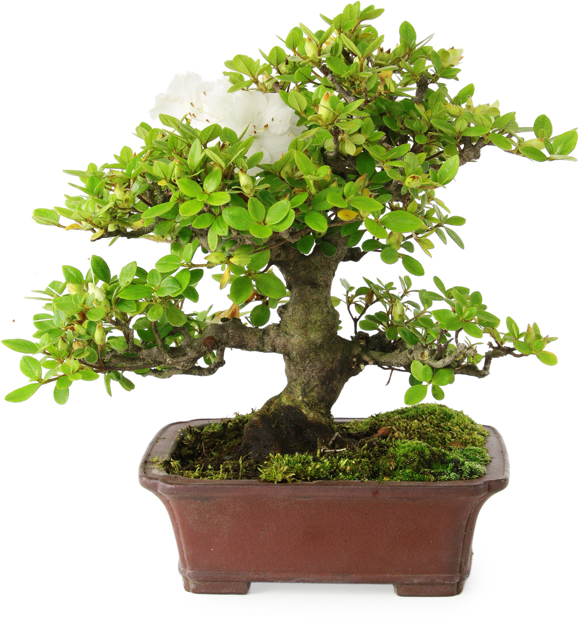 Rhododendron indicum, 23 cm,  18 years old, with a nebari of 5 cm - Bonsai  Plaza