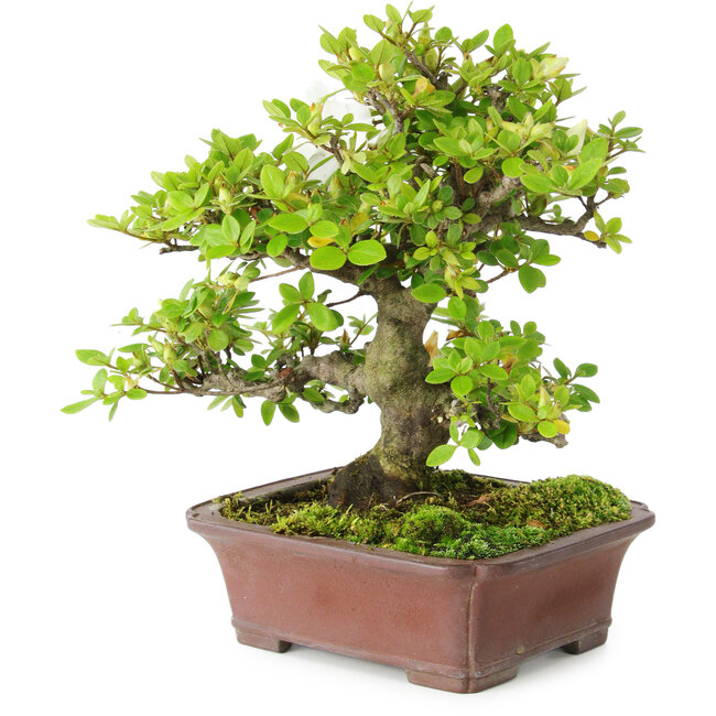 Rhododendron indicum Kakuo, 23 cm, ca. 18 Jahre alt, mit einem Wurzelhals von 5 cm