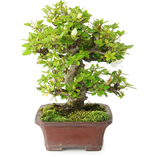 Rhododendron indicum Kakuo, 23 cm, ± 18 años, con un nebari de 5 cm.