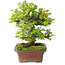 Rhododendron indicum Kakuo, 23 cm, ± 18 ans, avec un nebari de 5 cm