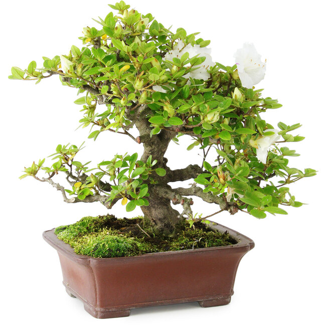 Rhododendron indicum Kakuo, 23 cm, ca. 18 Jahre alt, mit einem Wurzelhals von 5 cm