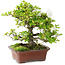 Rhododendron indicum Kakuo, 23 cm, ca. 18 Jahre alt, mit einem Wurzelhals von 5 cm
